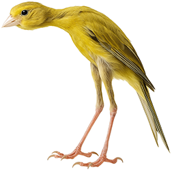 Gibber Italicus Canary